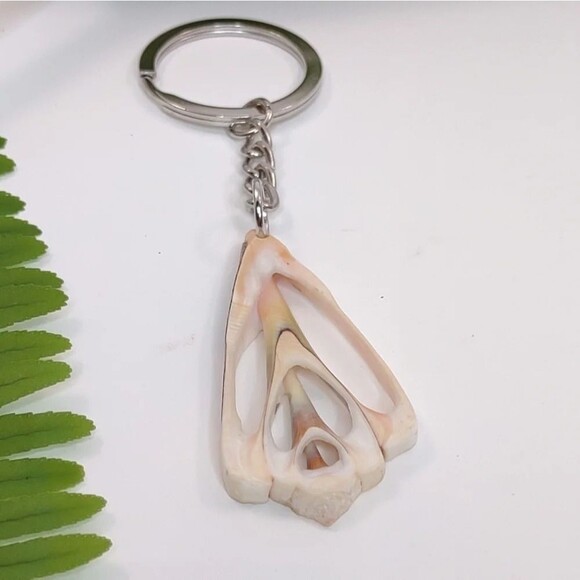 Seashell Keyring Slice Conch Seashell Clearwater Beach, Florida - Picture 3 of 11